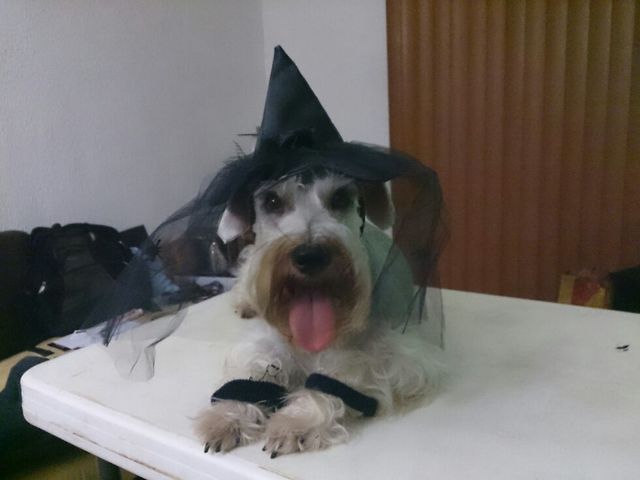 Día de Brujas